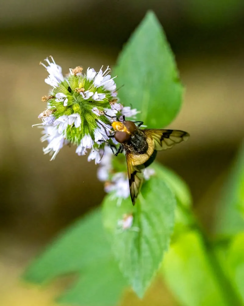 23_08_10_NZ9_1533 E TN TS.jpg