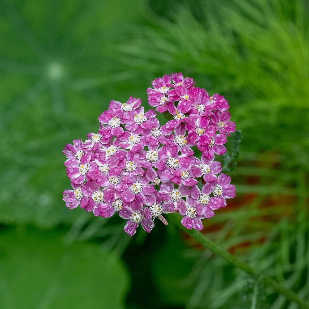 23_08_29_NZ9_2457 E TN TS.jpg