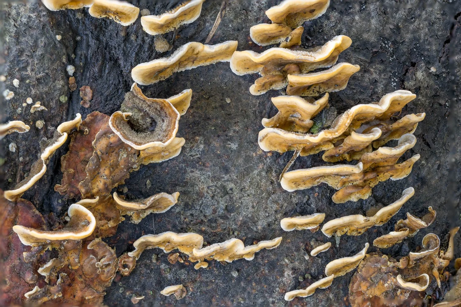 23_09_22_Focus Stack Fungi 01.jpg