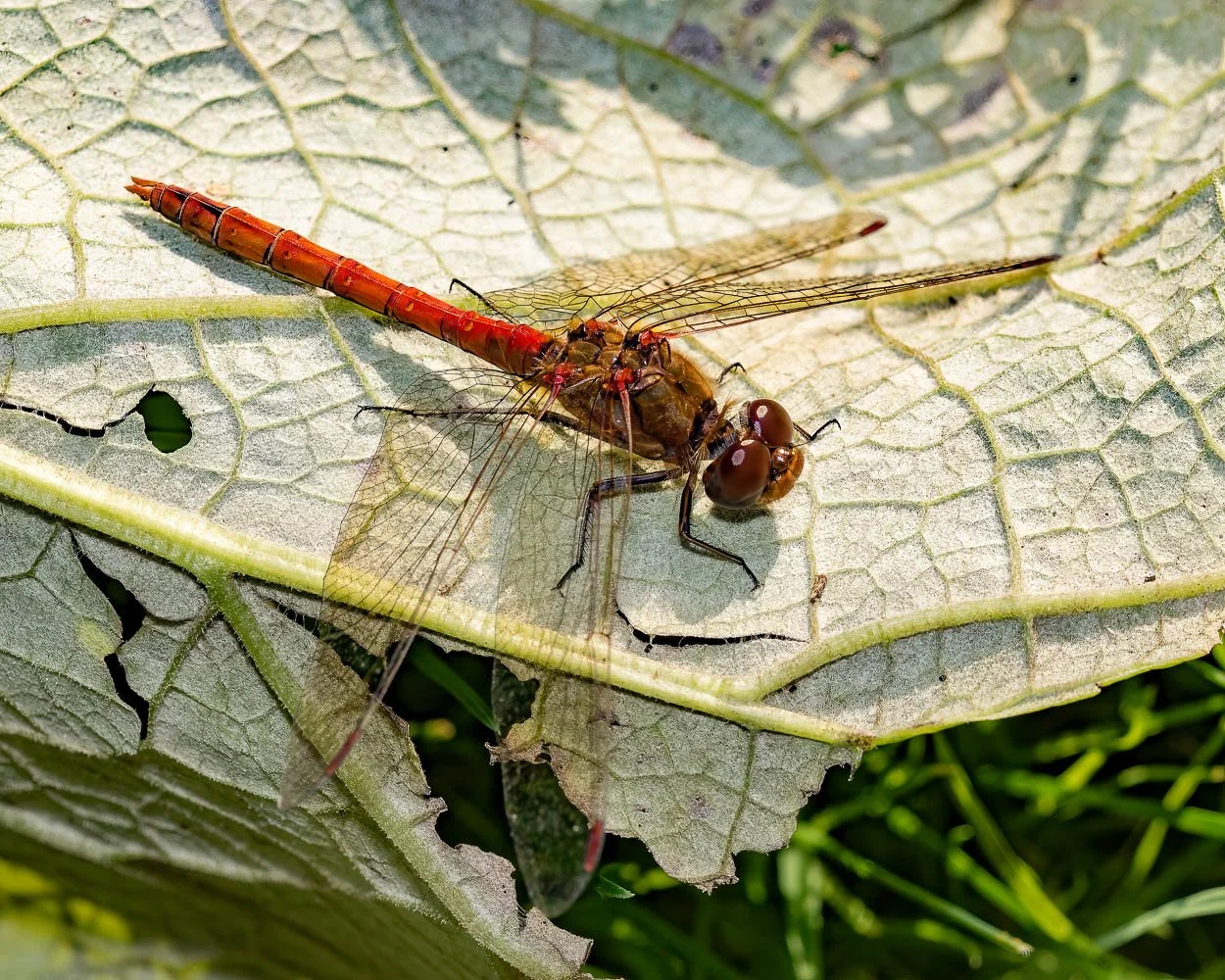 23_09_29_NZ9_5242 E TN TS.jpg