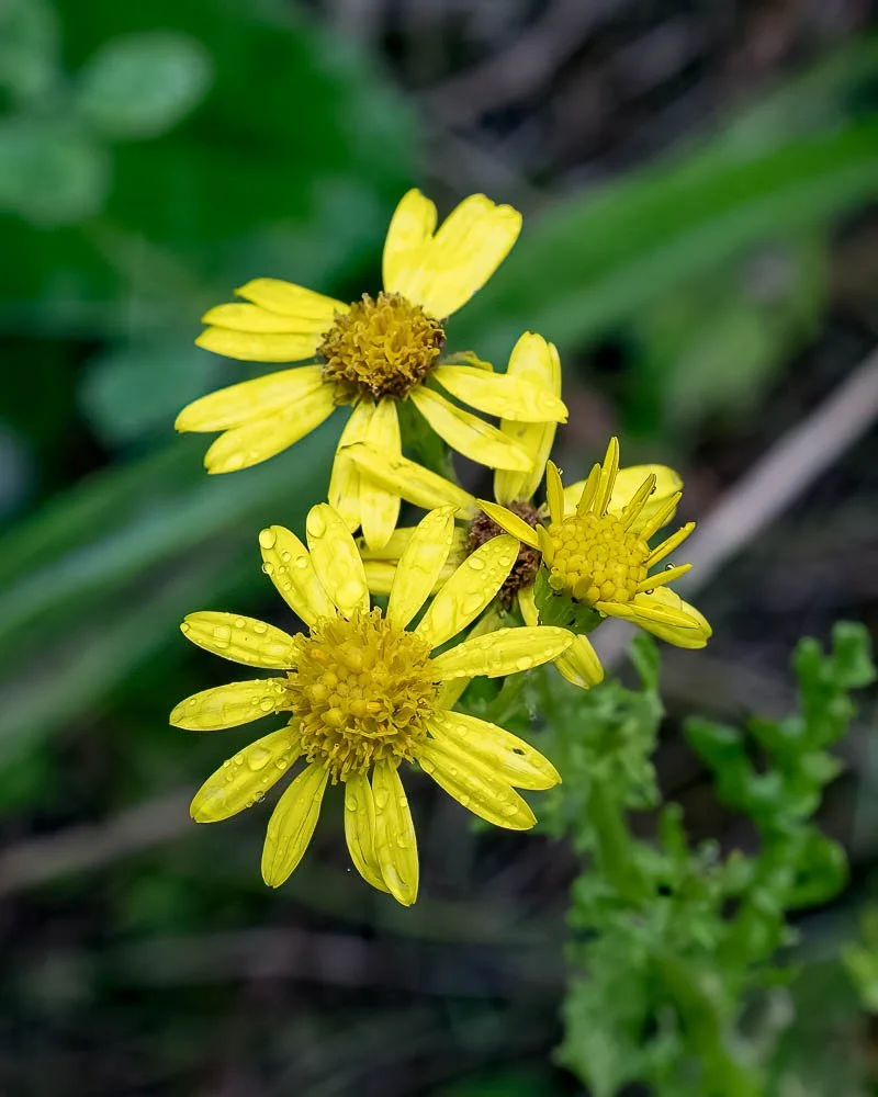 23_08_29_NZ9_2460 E TN TS.jpg