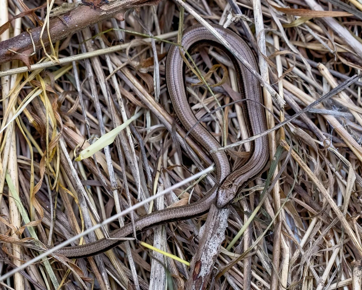 23_08_29_NZ9_2490 E TN TS.jpg