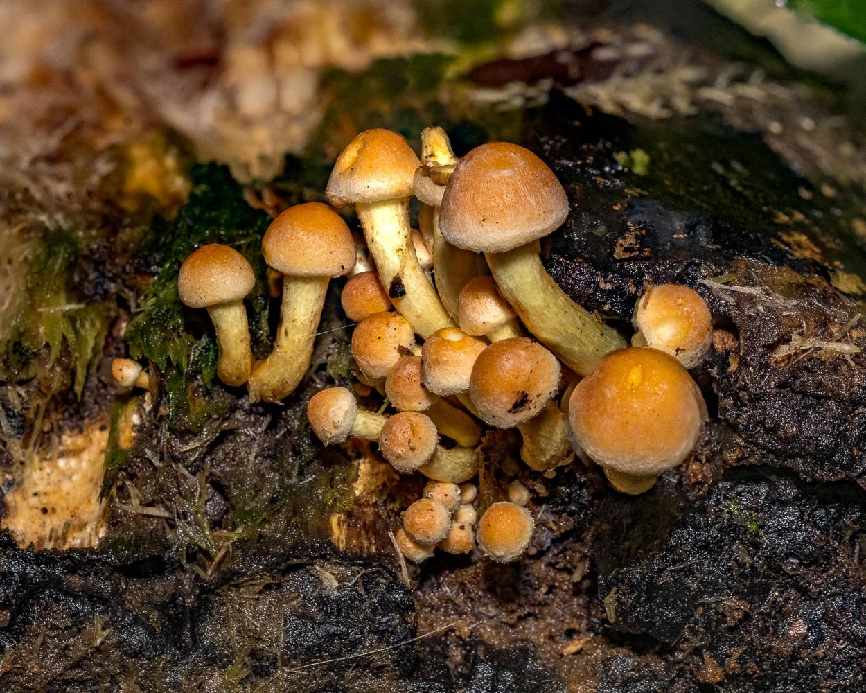 23_10_21_Focus Stack Fungi 01.jpg