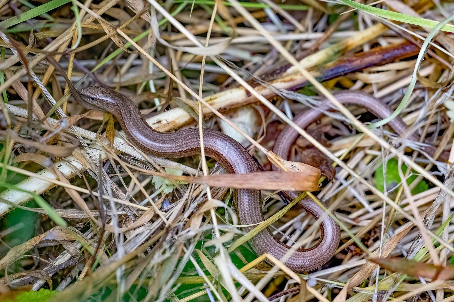 23_08_29_NZ9_2418 E TN TS.jpg