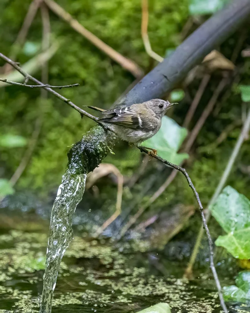 23_08_29_NZ9_2361 E TN.jpg