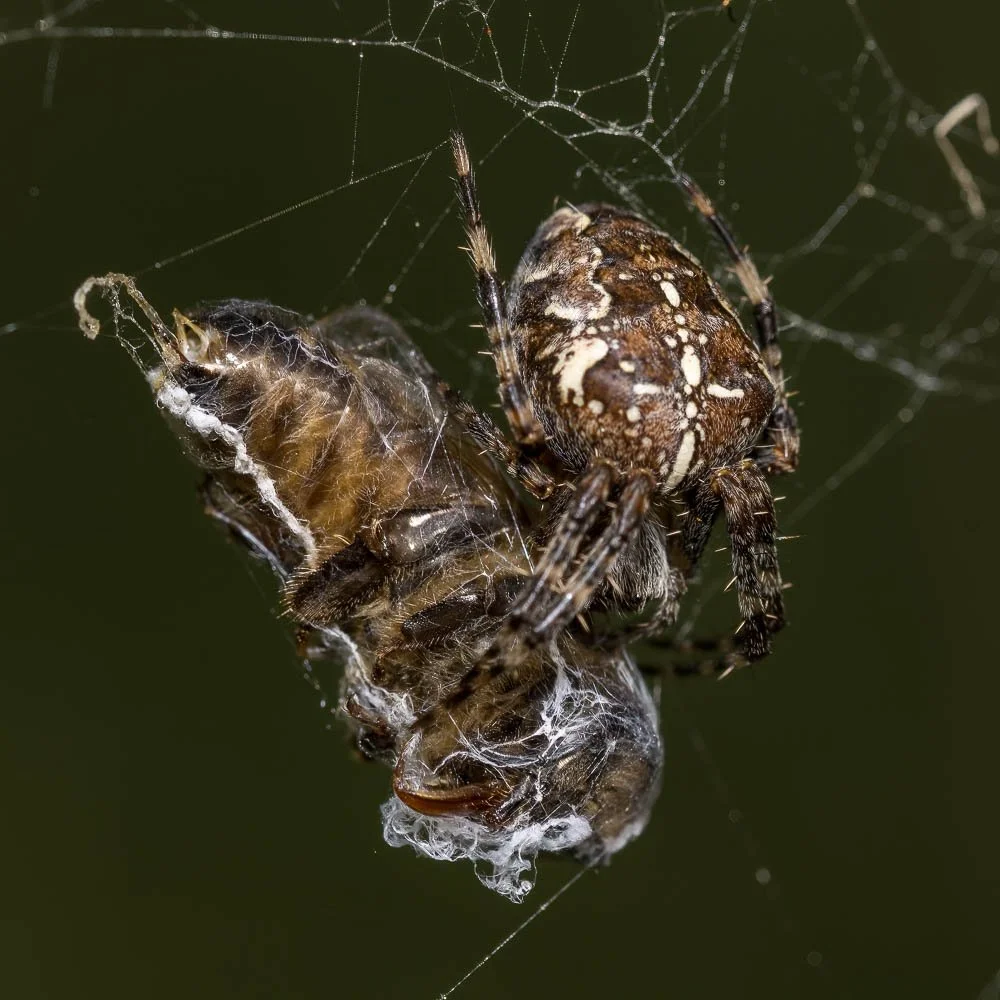 23_09_29_NZ9_5237 E TN TS.jpg