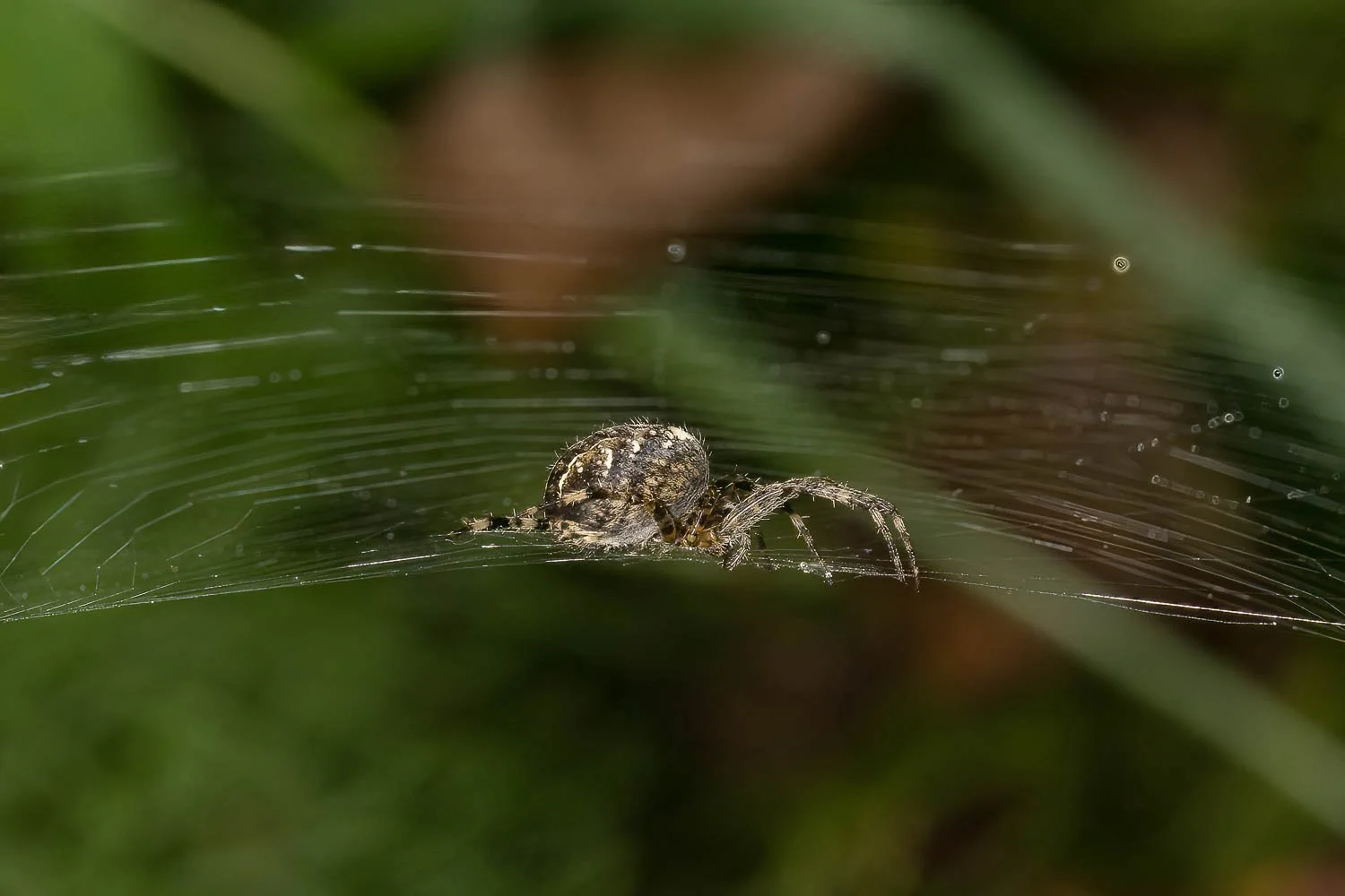 23_09_27_NZ9_5148 E TN TS.jpg