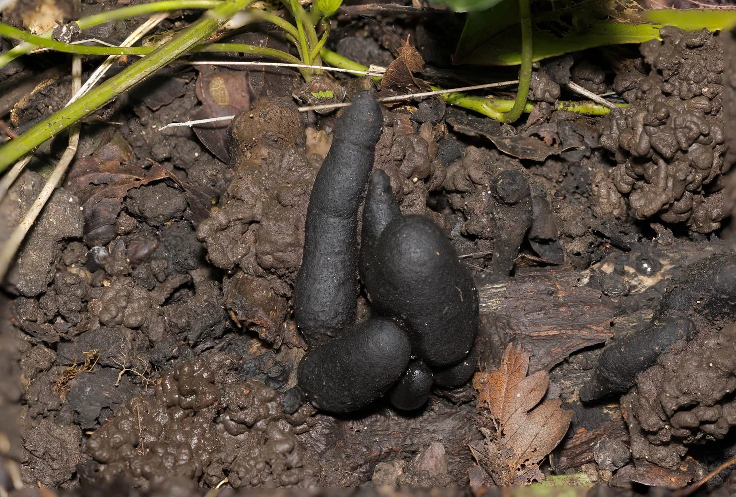 23_10_06_Focus Stack Fungi 02 E TN TS.jpg