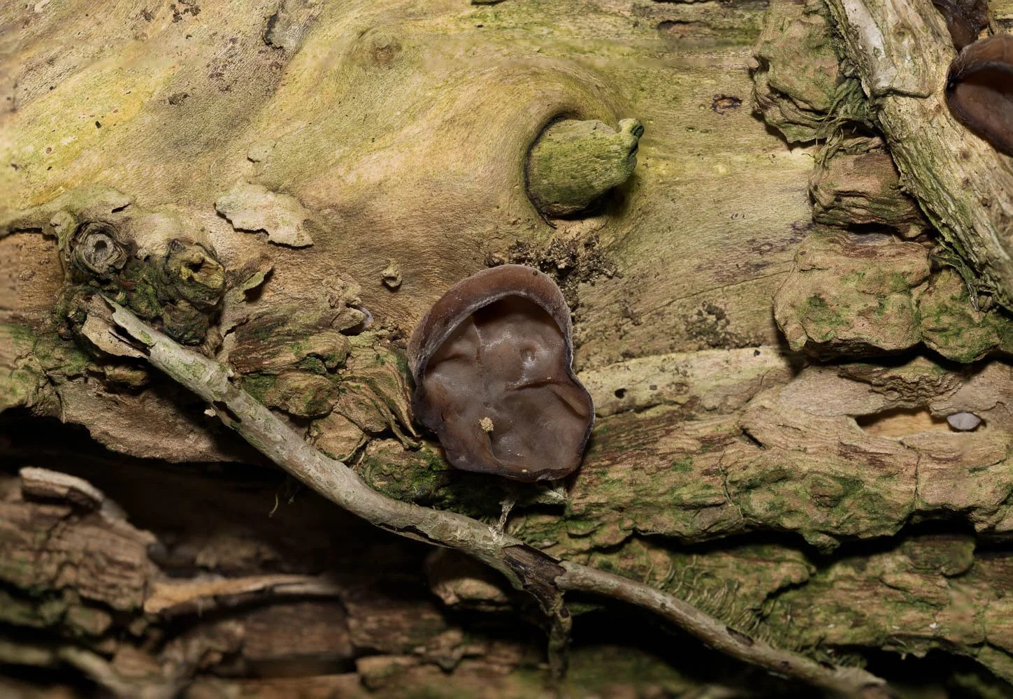 23_09_29_Focus Stack Fungi 04.jpg