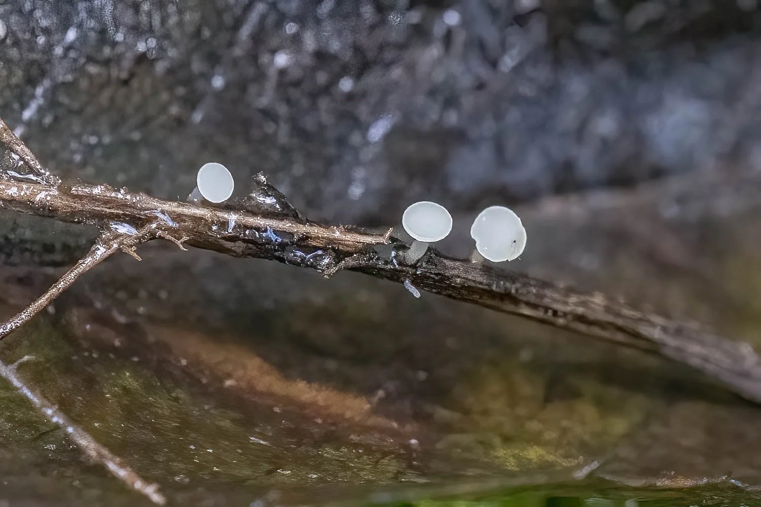 23_09_26_NZ9_4850 E TN TS.jpg