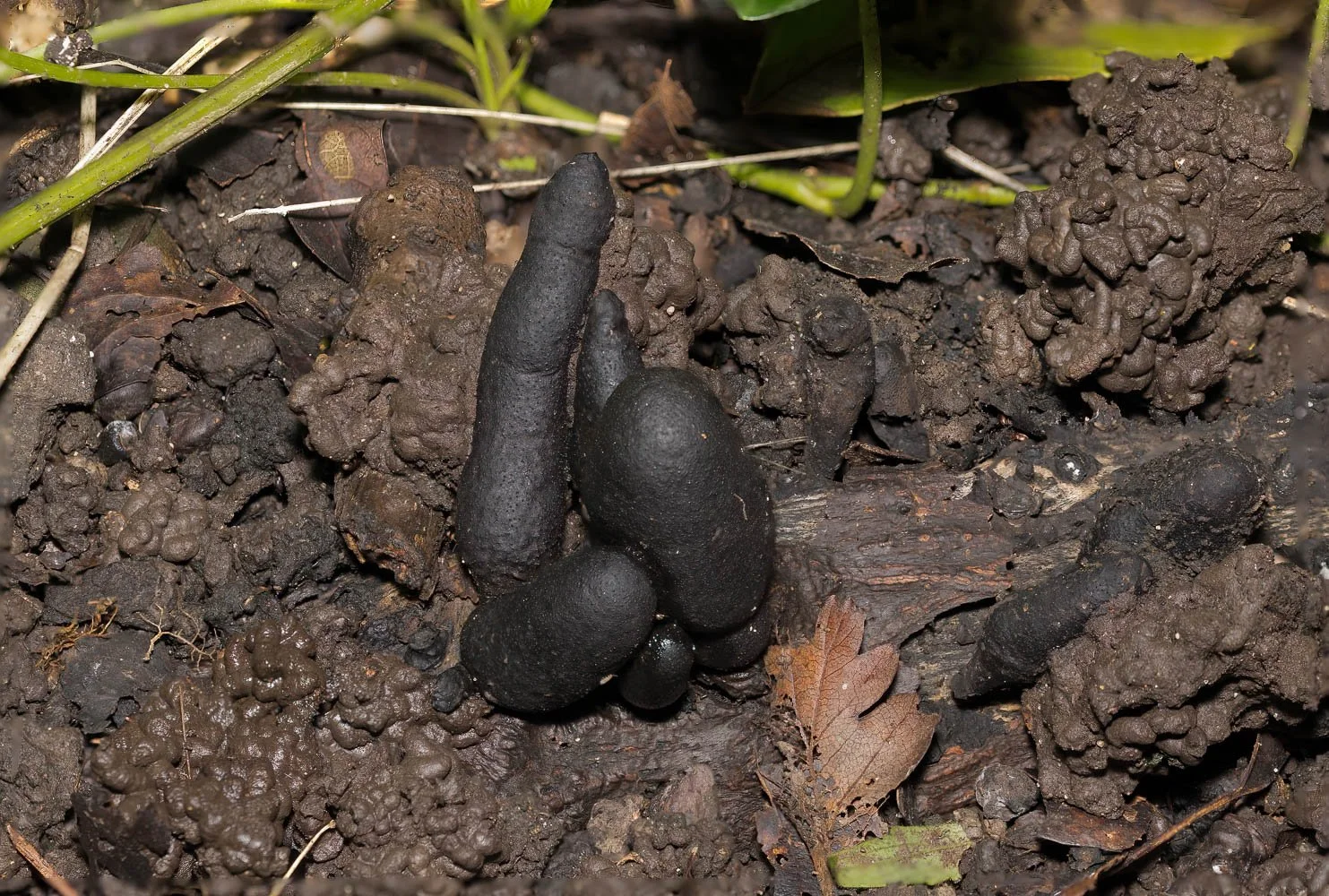 23_10_06_Focus Stack Fungi 01 E TN TS.jpg