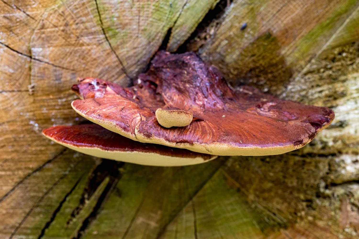 23_09_02_NZ9_2741 E TN.jpg