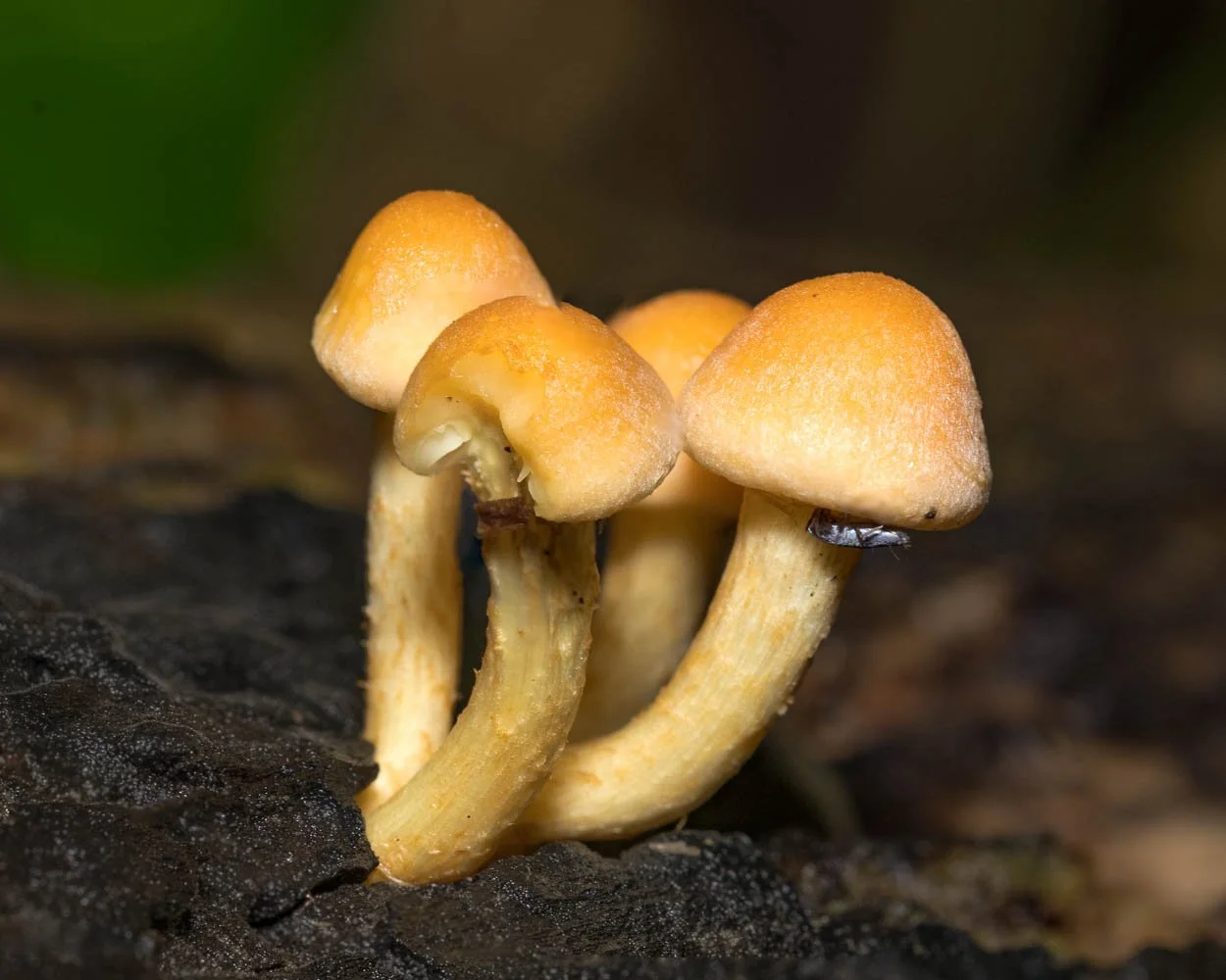 23_10_21_Focus Stack_Fungi 02.jpg