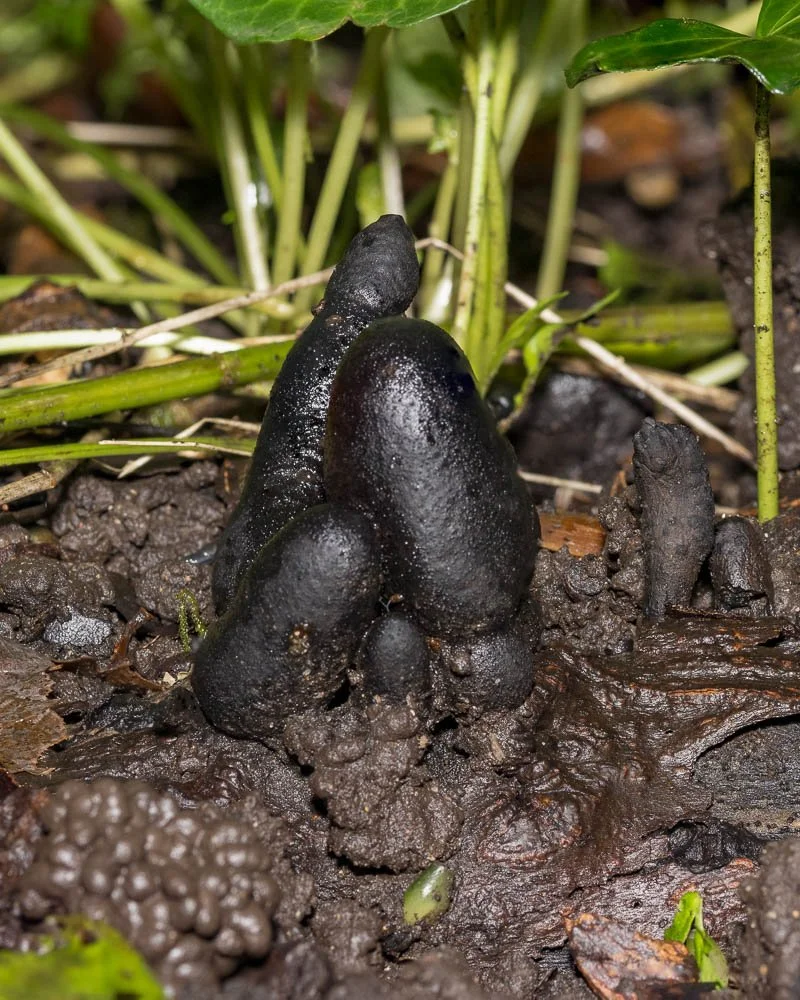 23_10_21_Focus Stack_Fungi 04.jpg