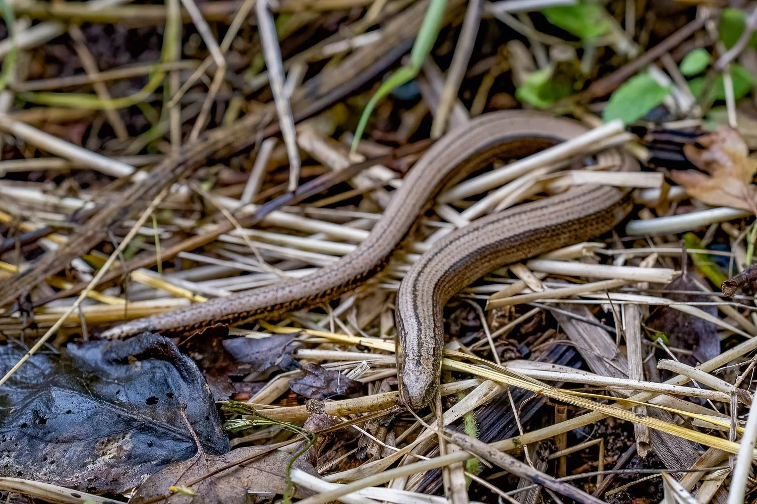 23_08_29_NZ9_2524 E TN TS.jpg