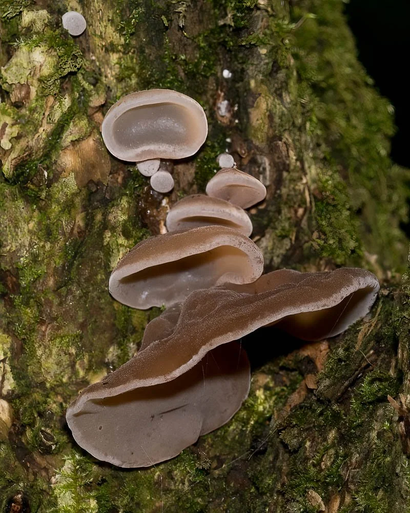 23_09_29_NZ9_5184 E TN TS.jpg