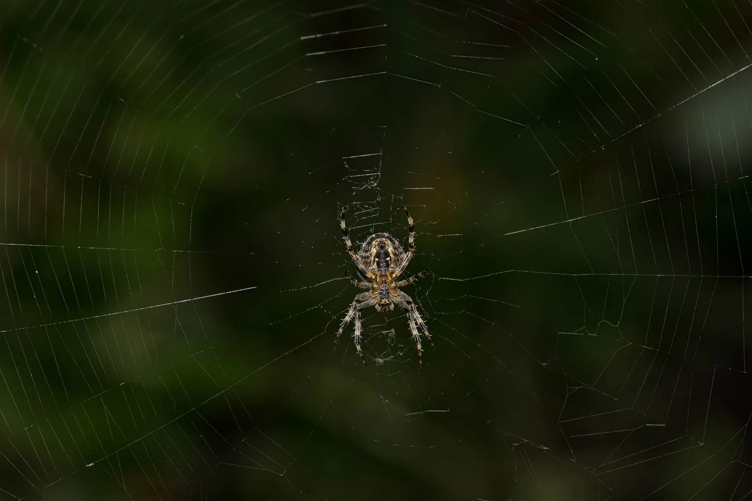 23_09_29_NZ9_5205 E TN TS.jpg