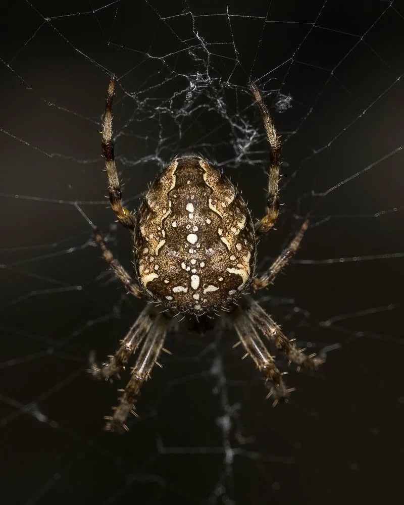 23_09_29_NZ9_5227 E TN TS.jpg