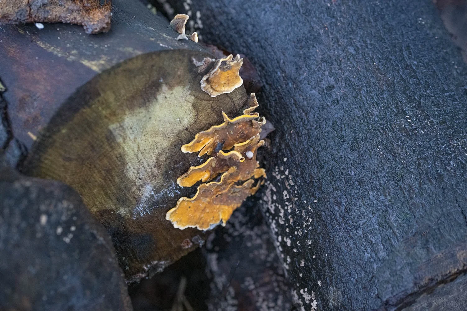 23_09_26_Focus Stack Fungi 03.jpg