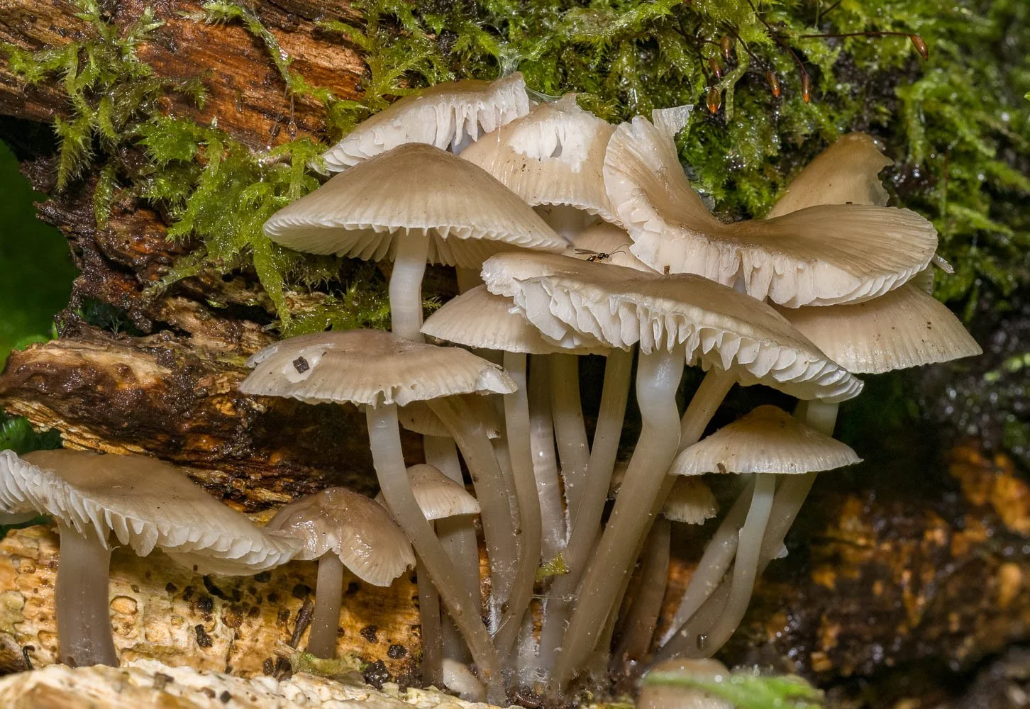23_10_21_Focus Stack_Fungi 05.jpg