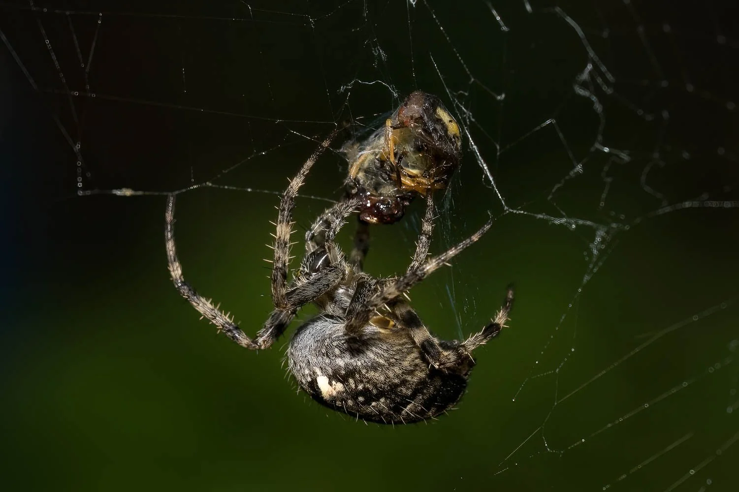 23_09_29_NZ9_5228 E TN TS.jpg