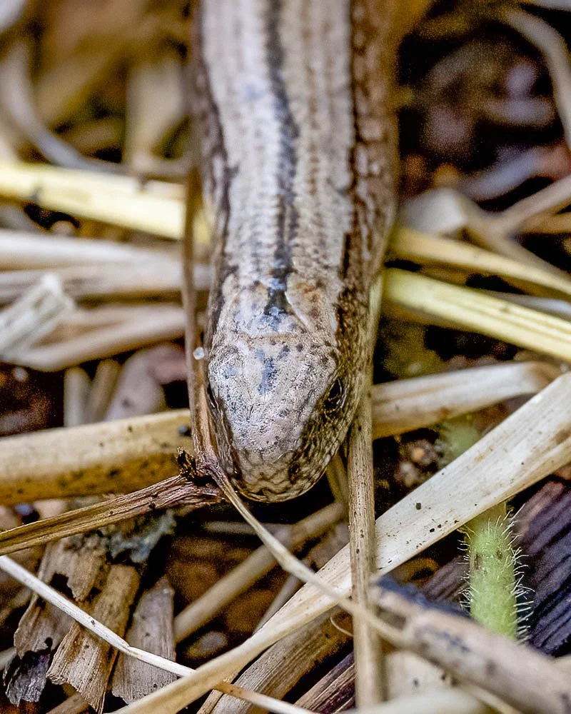 23_08_29_NZ9_2517 E TN TS.jpg