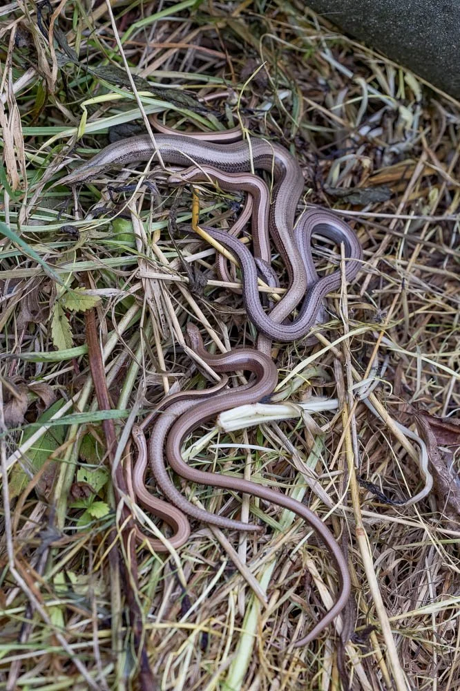 23_08_29_NZ9_2491 E TN TS.jpg