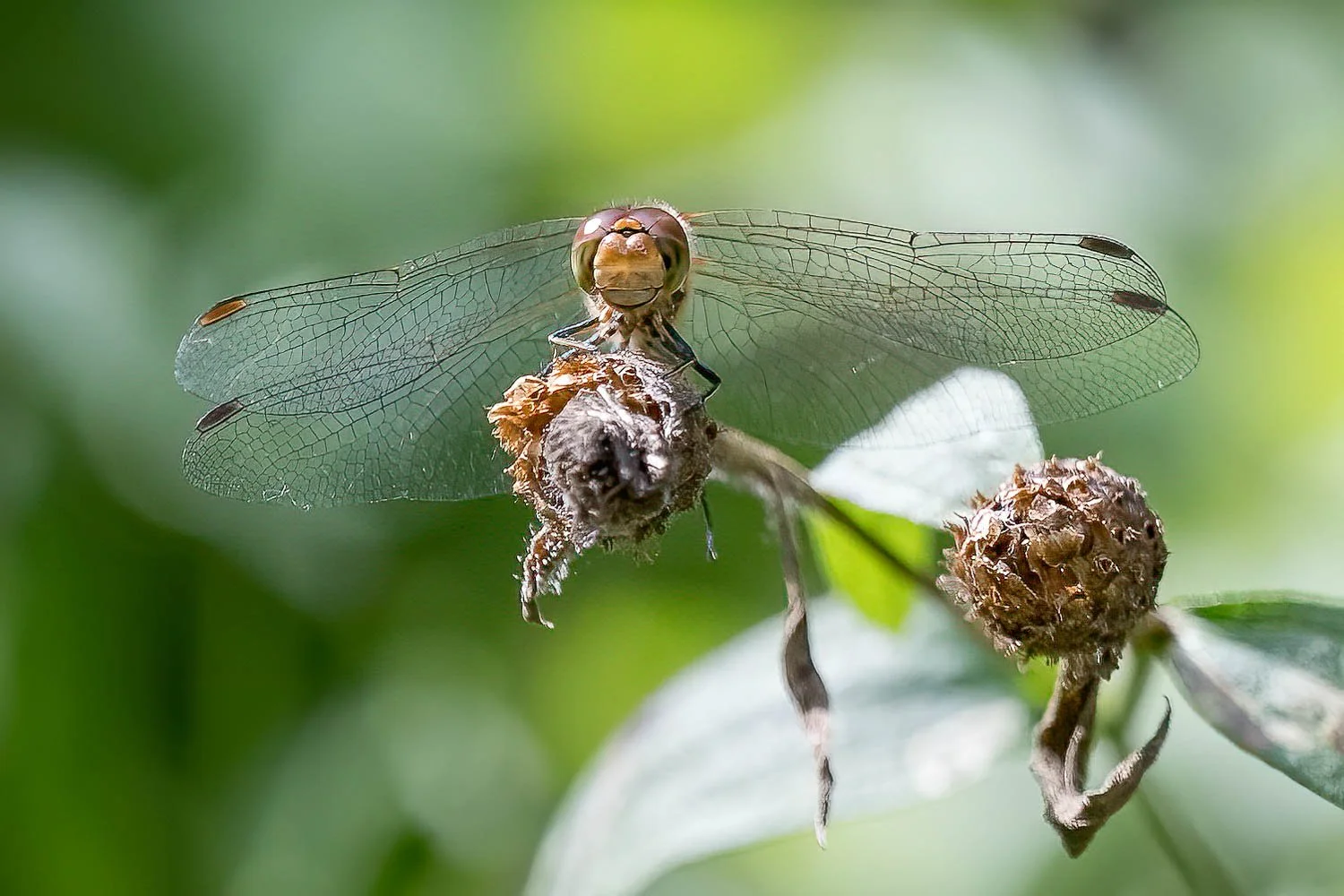 23_09_02_NZ9_2574 E TN TS.jpg