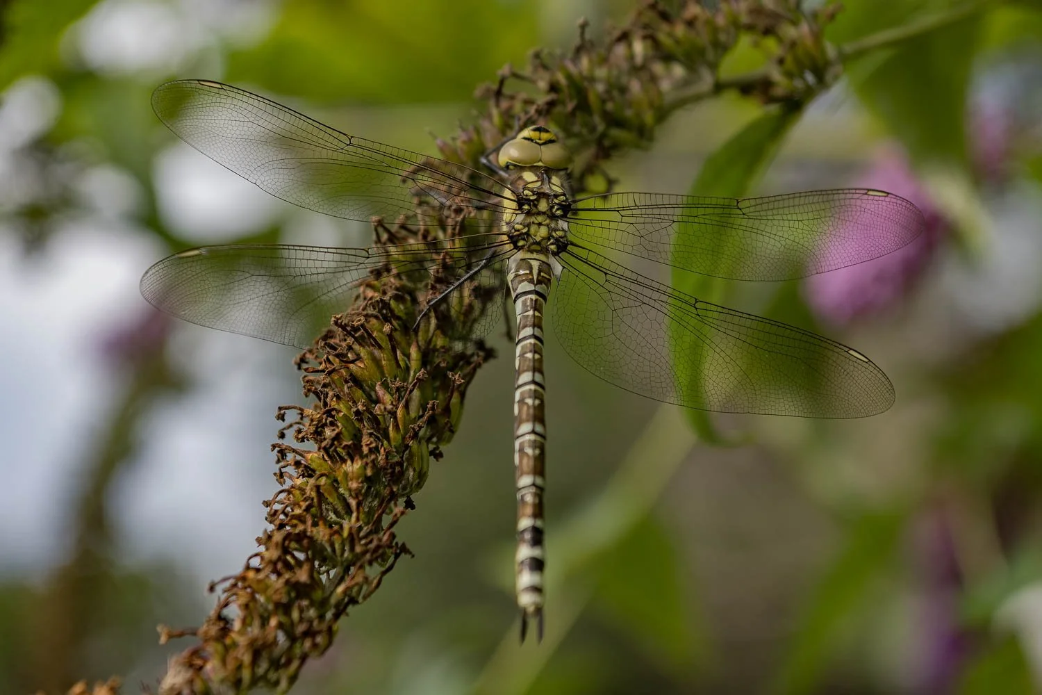 23_08_10_NZ9_1483 E TN.jpg