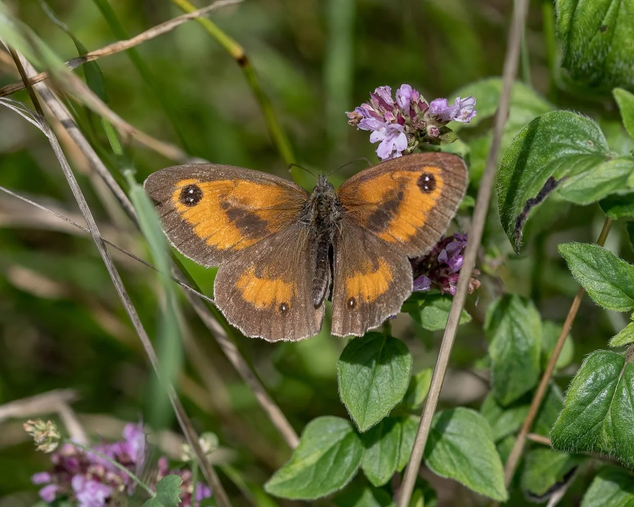 23_08_07_NZ9_1247 E TN TS.jpg