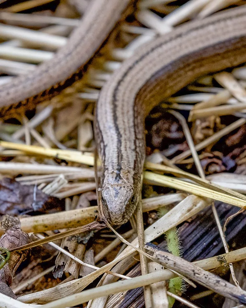 23_08_29_NZ9_2525 E TN.jpg