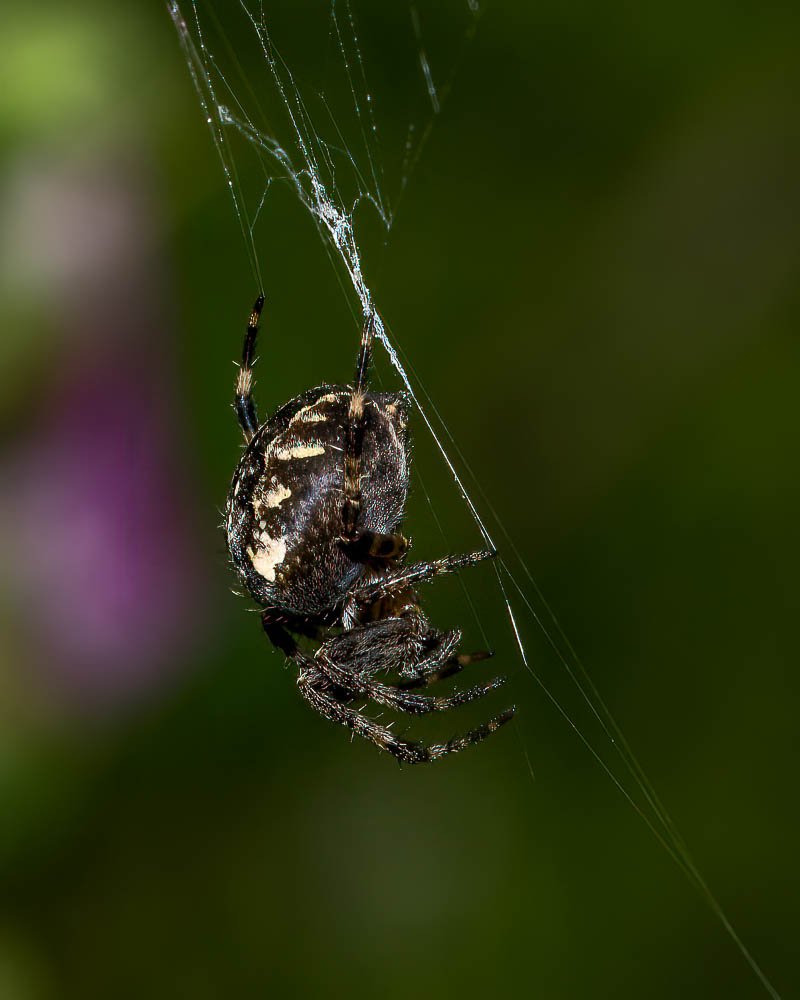 23_09_27_NZ9_5137 E TN TS.jpg