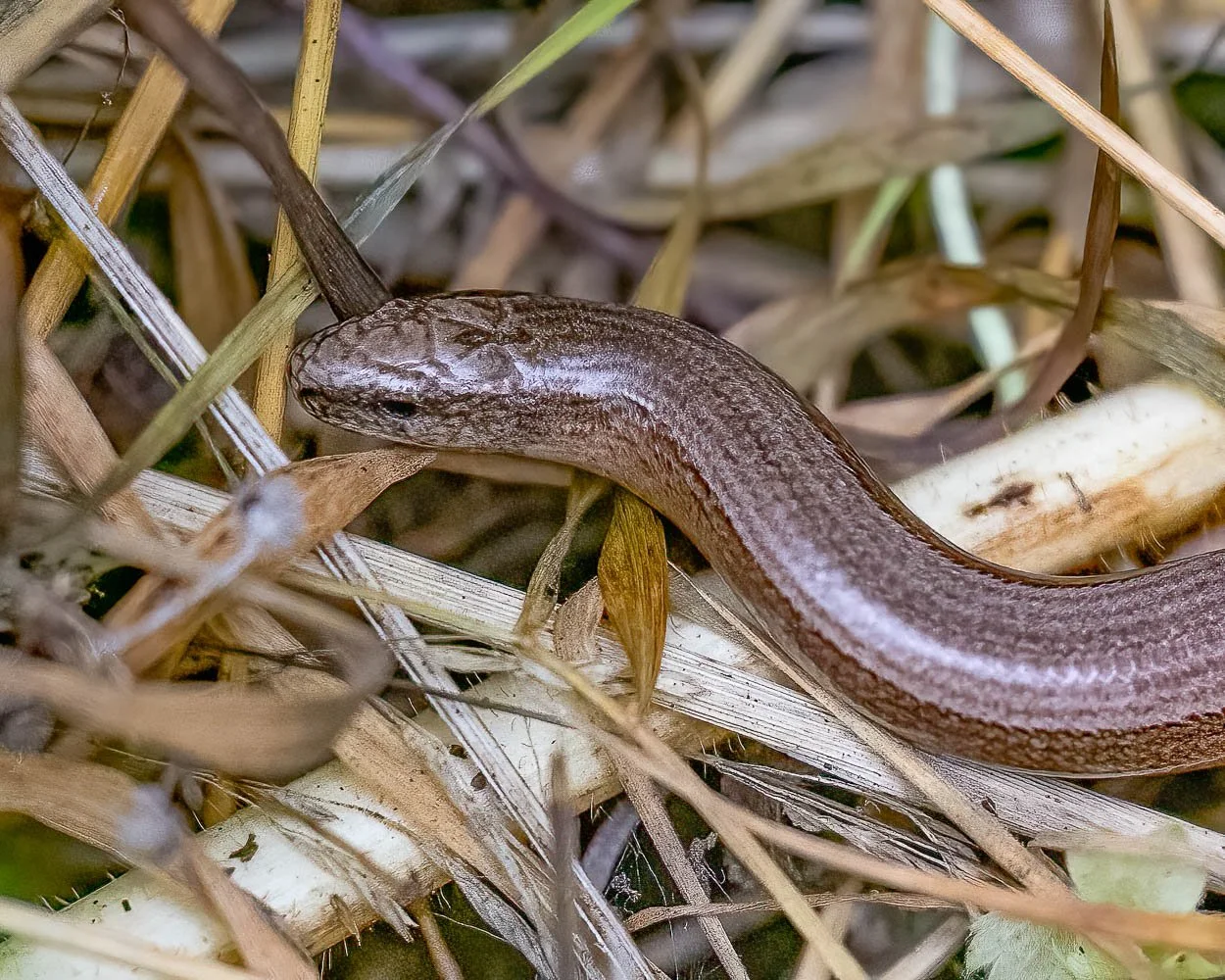 23_08_29_NZ9_2416 E TN TS.jpg