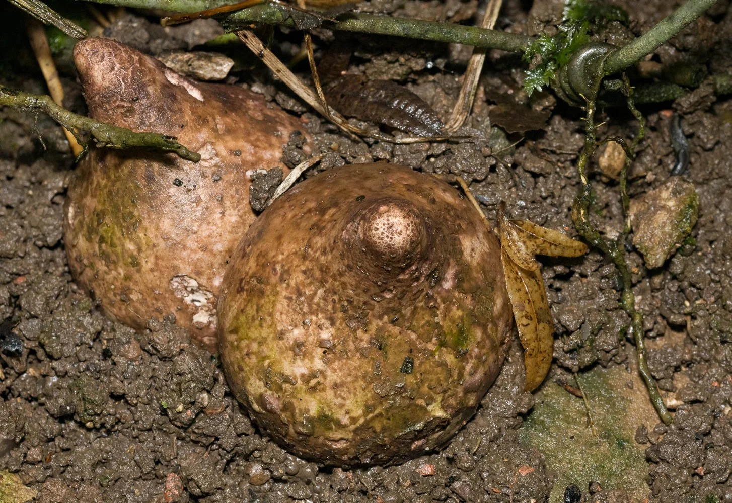 23_10_21_Focus Stack_Fungi 03.jpg