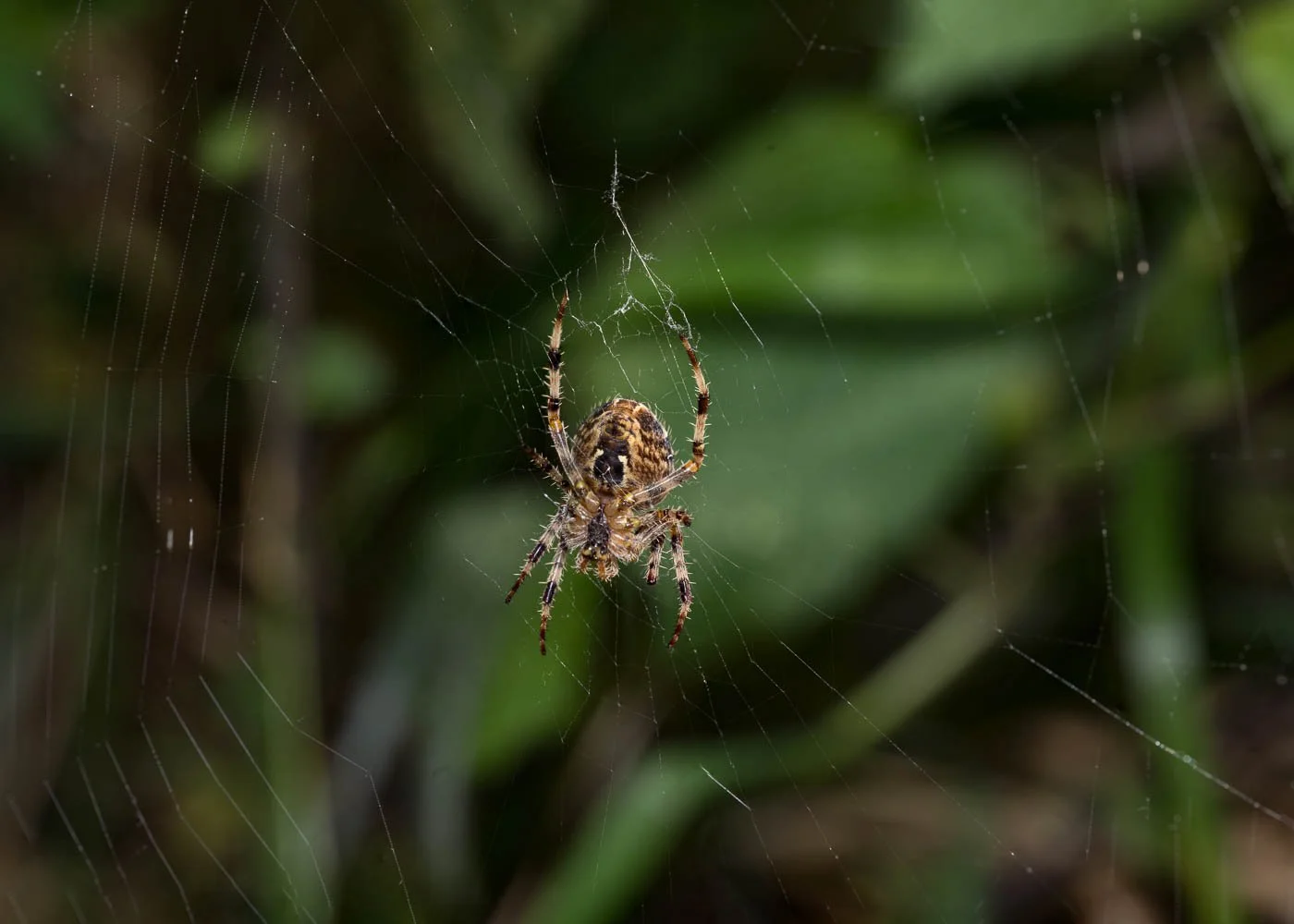 23_09_29_Focus Stack Spider 01.jpg