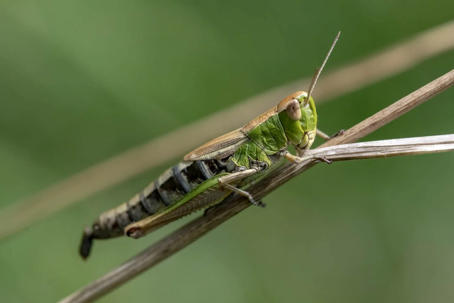 23_08_07_NZ9_1253 E TN TS.jpg