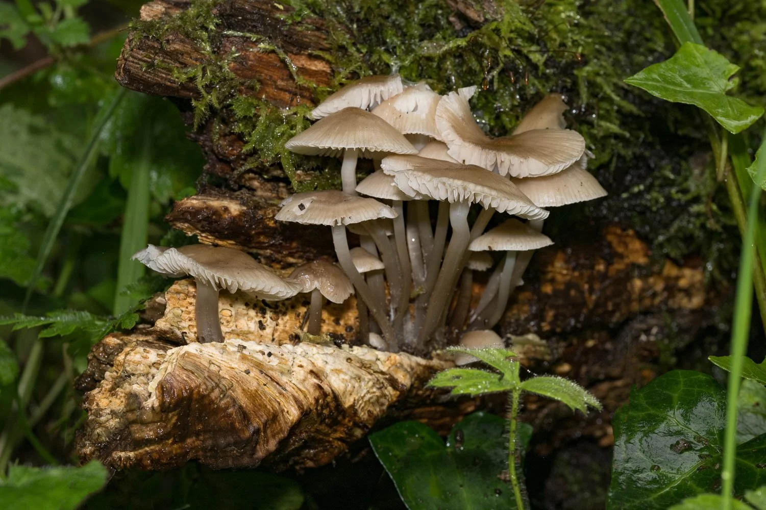 23_10_21_NZ9_6509 E.jpg