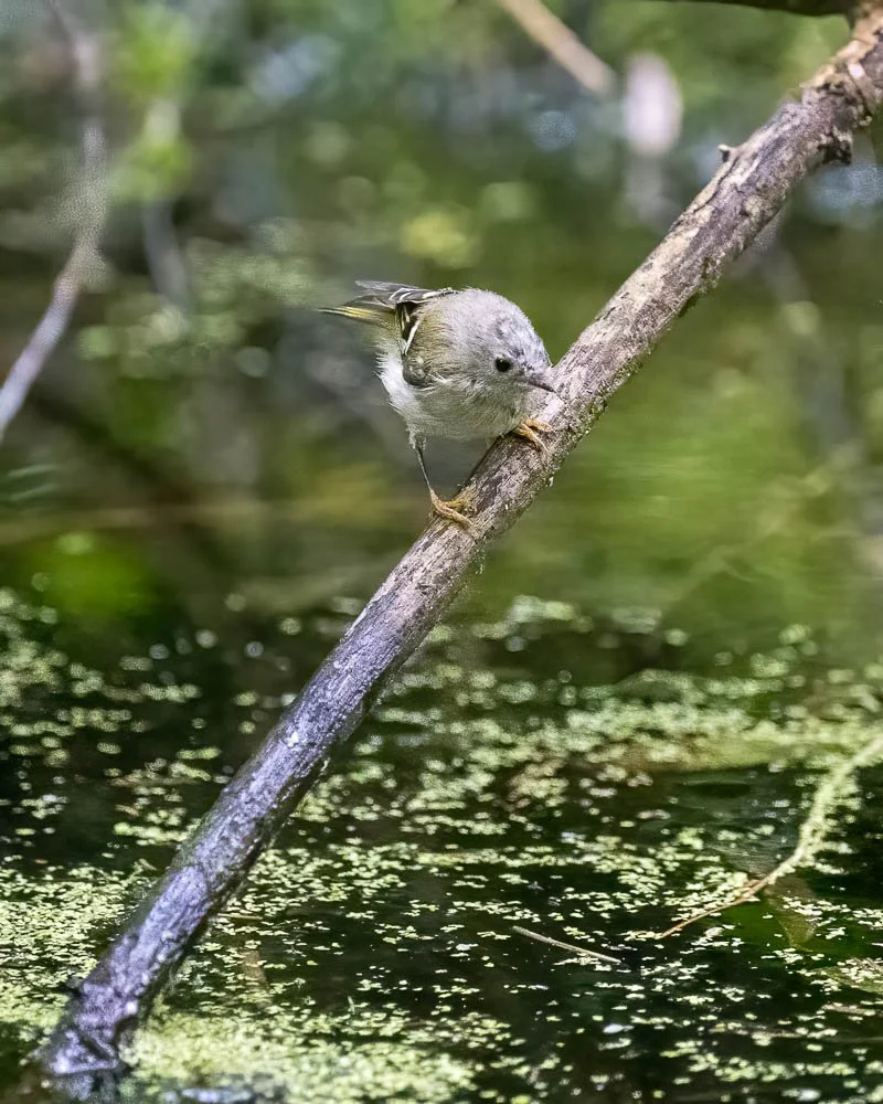 23_08_29_NZ9_2337 E TN.jpg