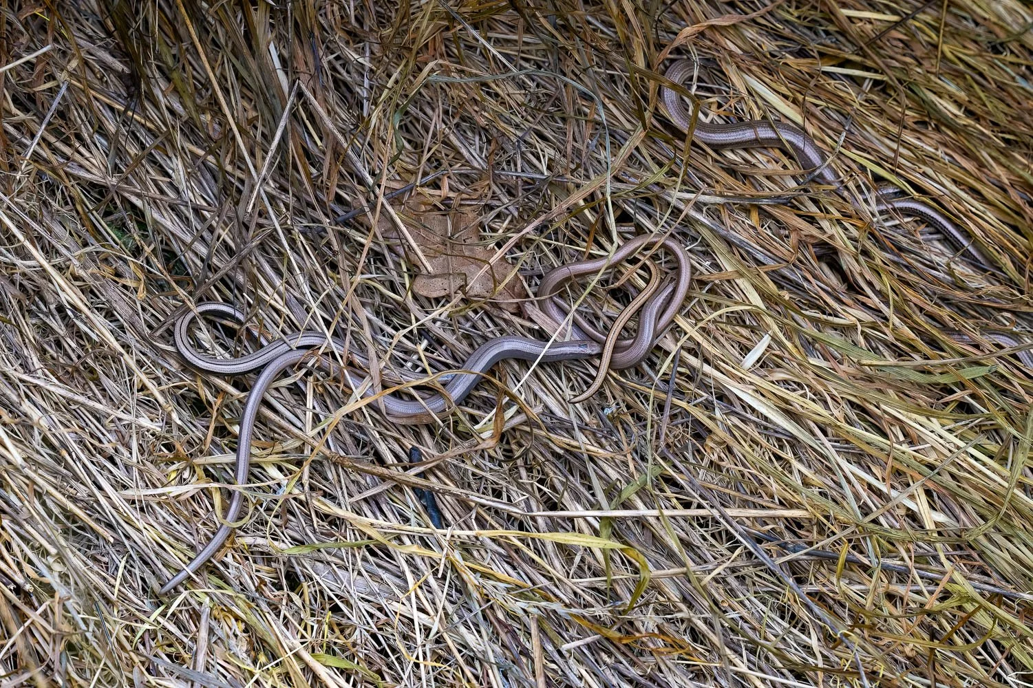 23_08_29_NZ9_2474 E TN TS.jpg