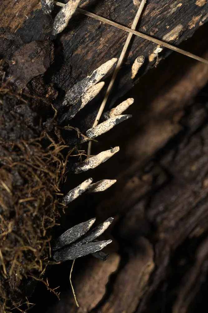 23_09_27_NZ9_5125 E TN TS.jpg