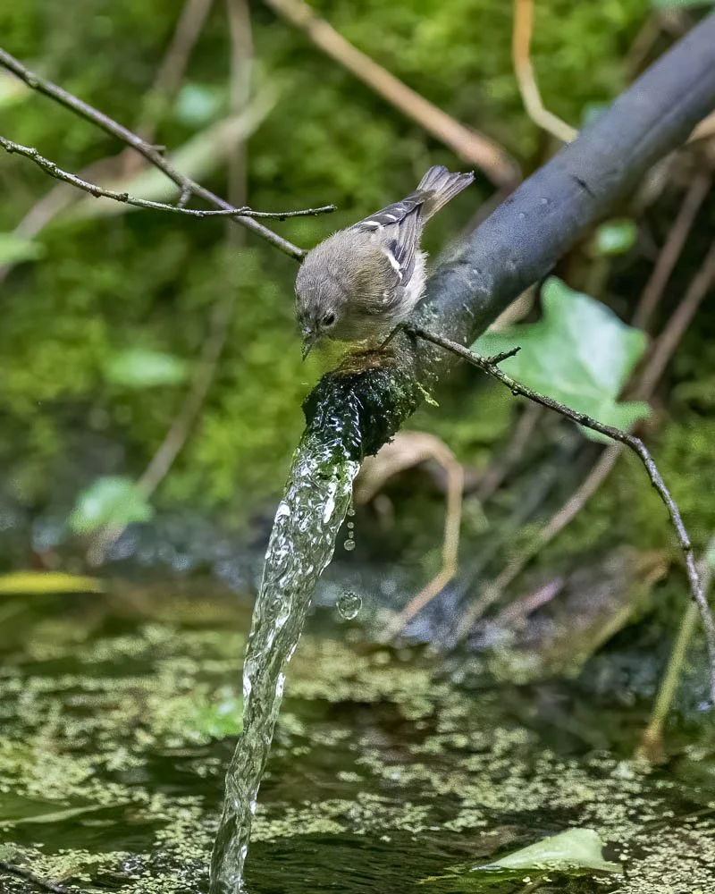 23_08_29_NZ9_2356 E TN.jpg