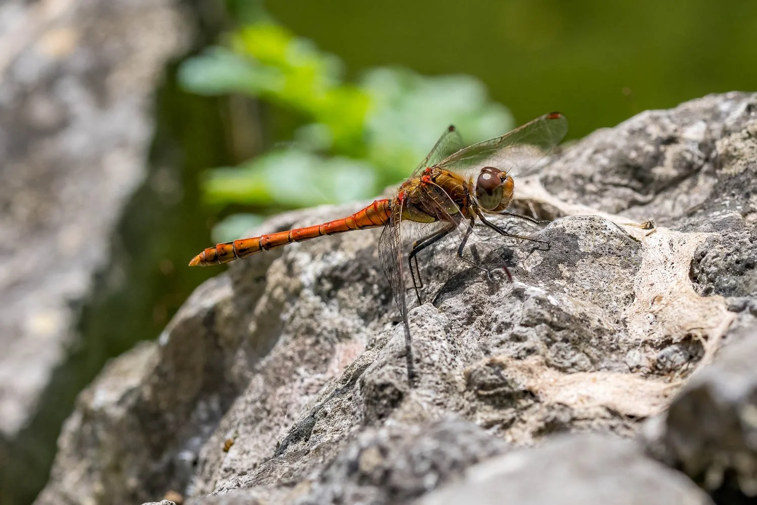 23_08_07_NZ9_1230 E TN.jpg