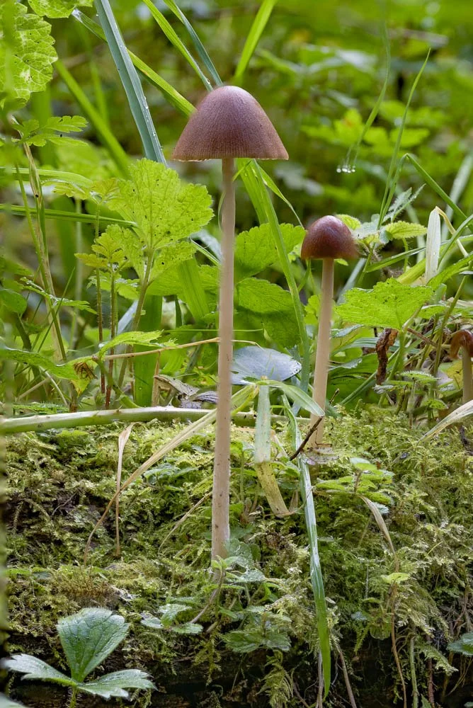 23_09_22_Focus Stack Fungi 09.jpg