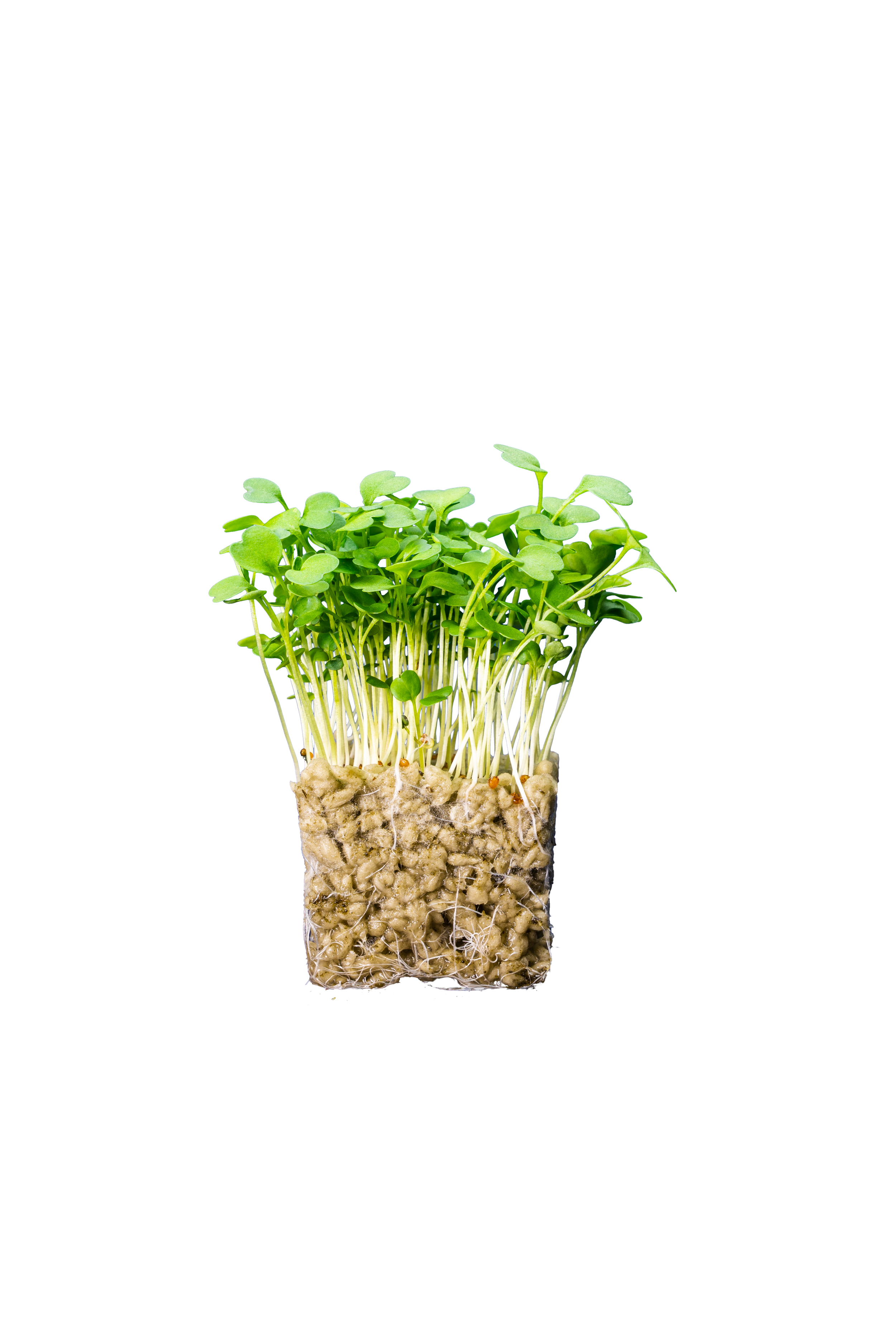 Rucola