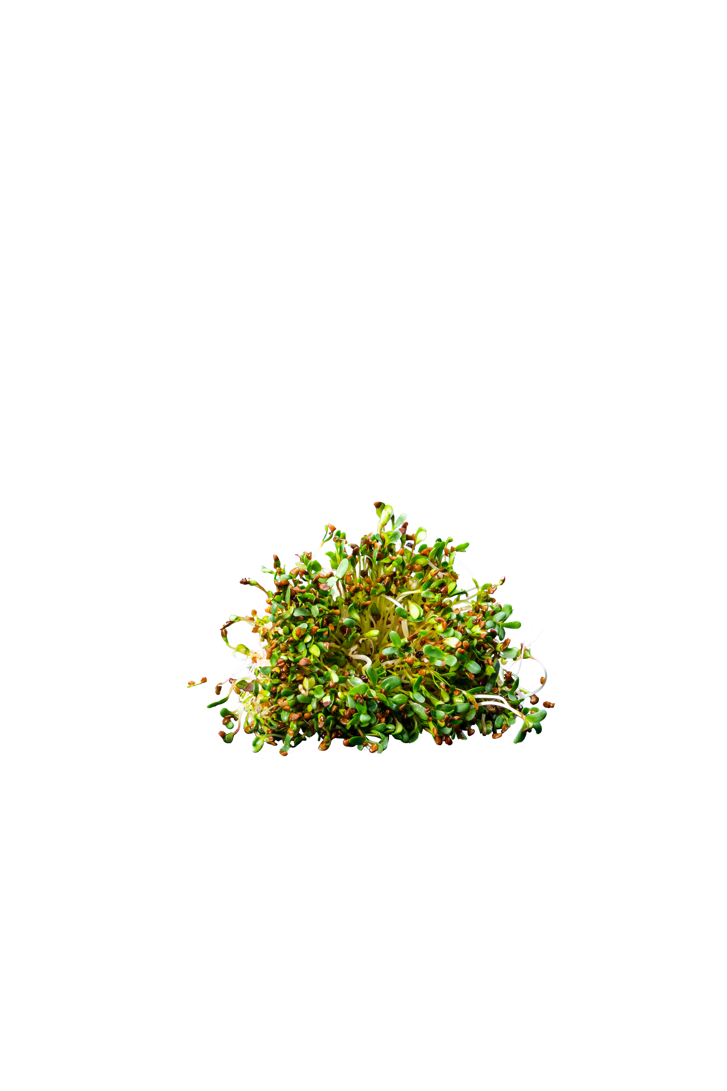Alfalfa Broccoli