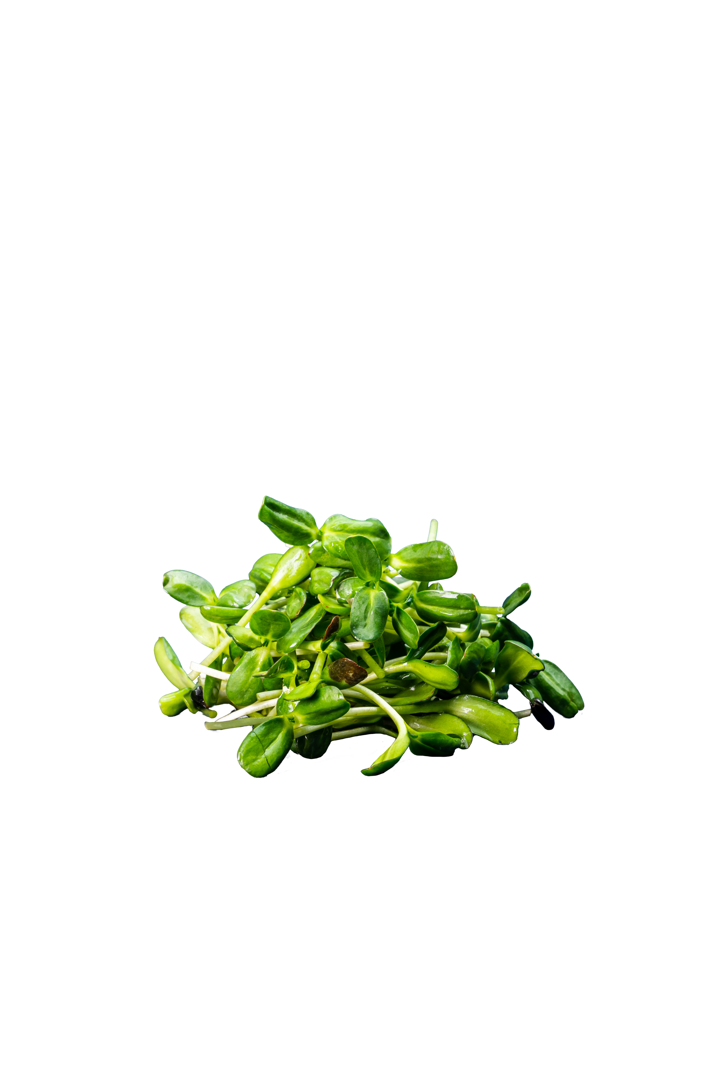 Sonnenblumensprossen