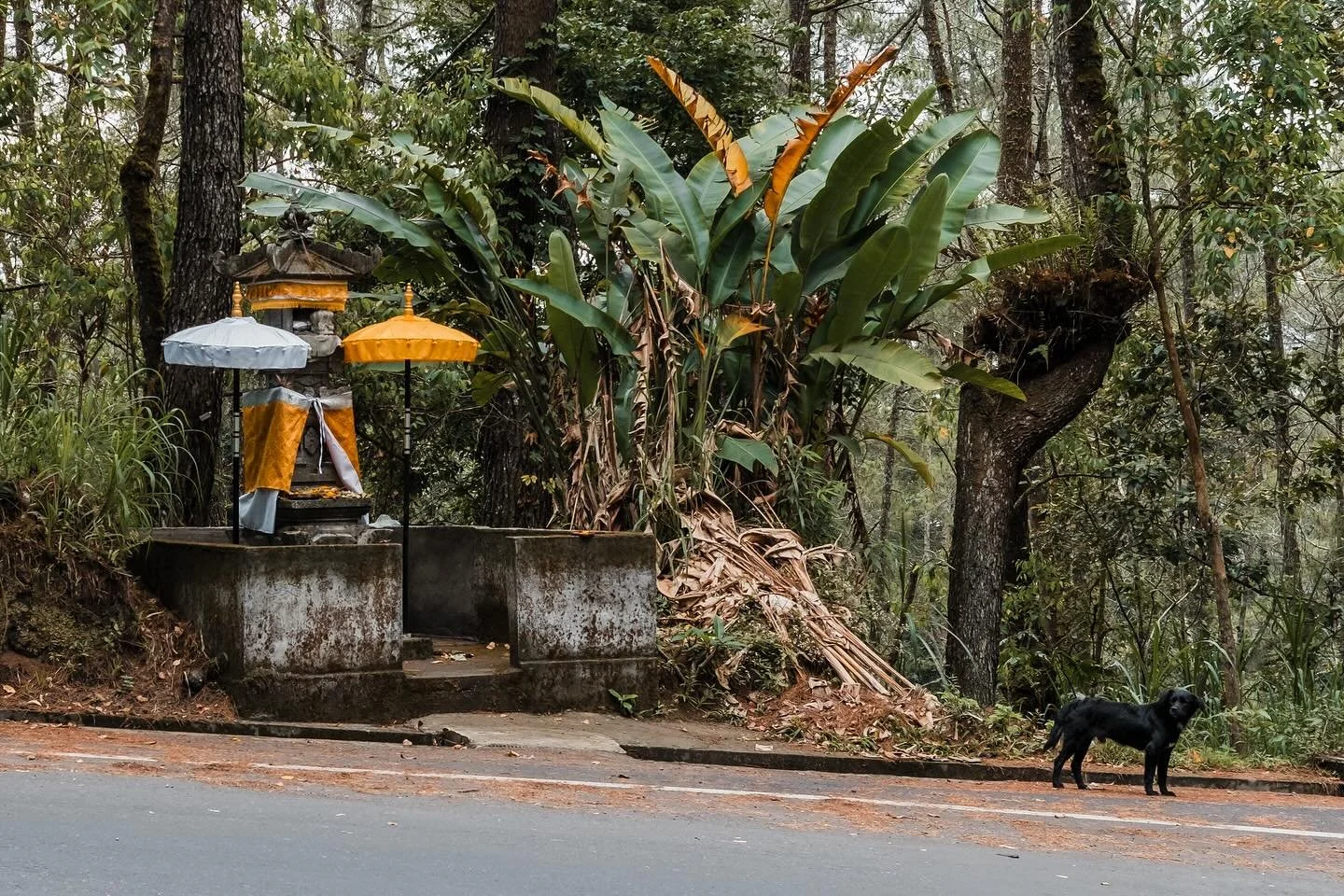 Balinese temple and black dog guardian at Kintamani π