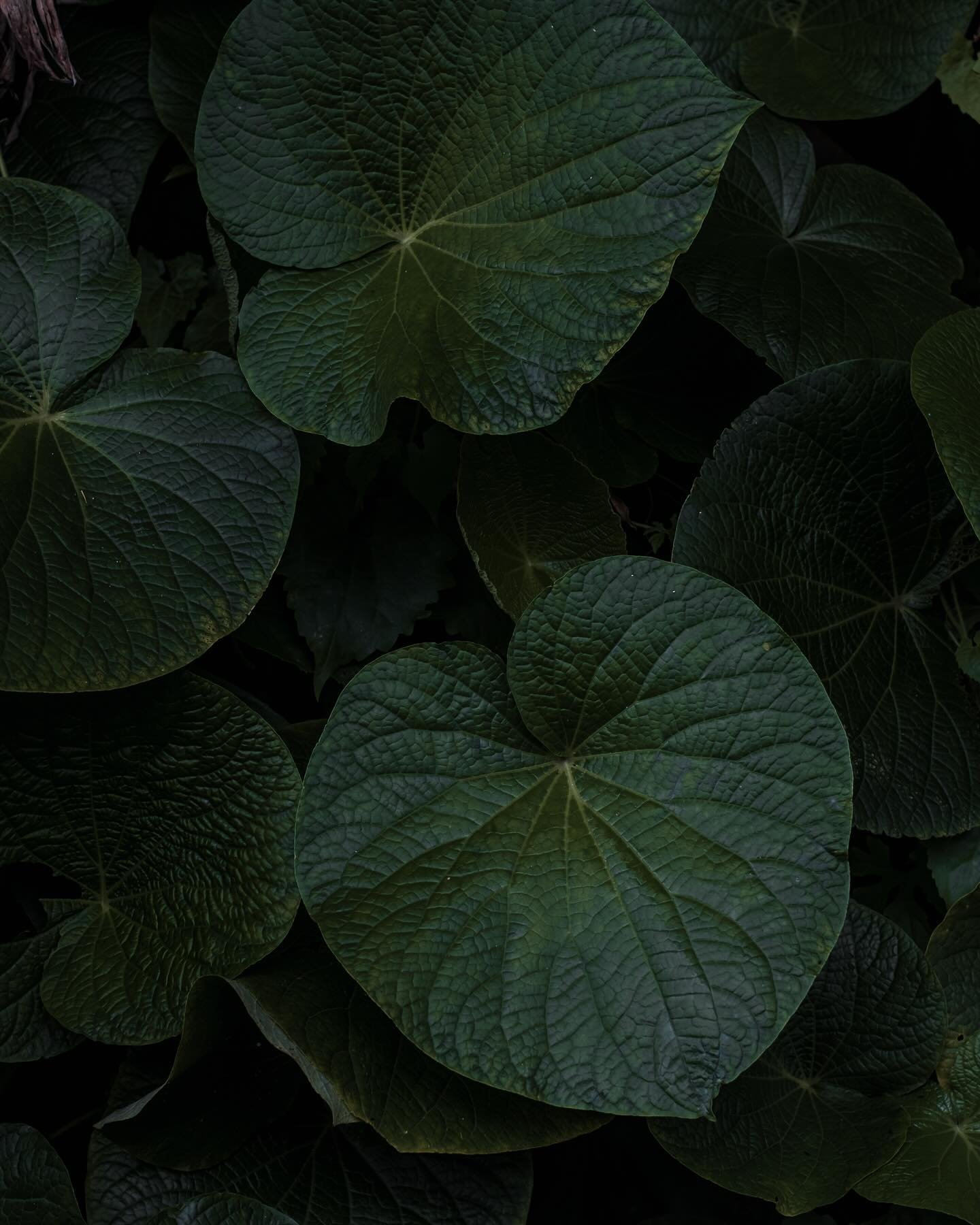 One of my favorite things to do is ride somewhere on the island and get completely lost in nature 🍃 This image is part of a larger nature series that I took on a huge walk starting from @heaveninbali where I like to retreat to once a year. I look up