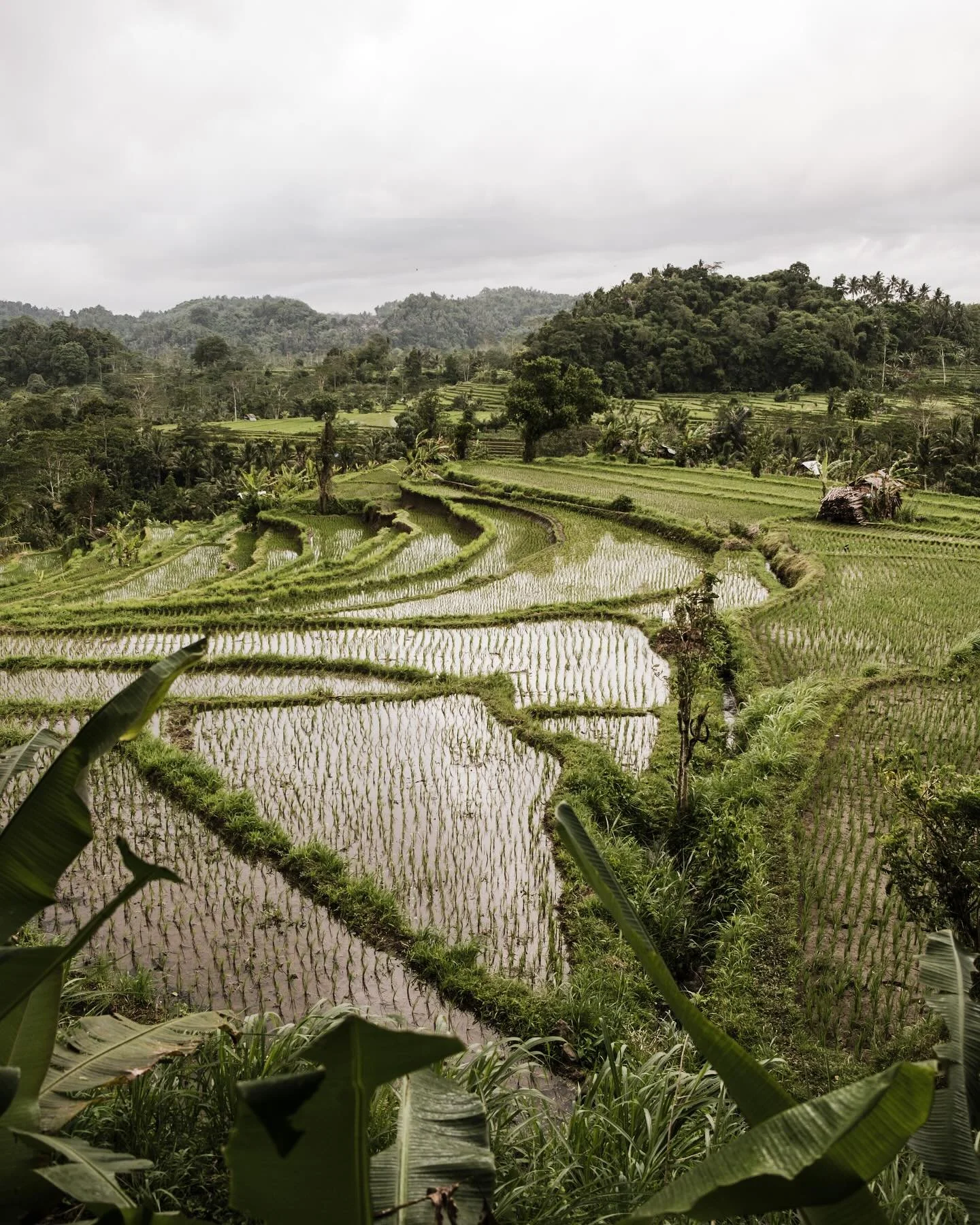 More images from my archives. Various locations around Bali in 2018 🍃

1. Sidemen
2. Jl Sri Wedari, Ubud
3. Jl Goutama, Ubud
4. Sidemen
5. Jl Cinta, Tegallalang 
6. Sidemen
7. Warung, Location unknown 
8. Ubud
9. Ubud
10. Jl Cinta, Tegallalang 
11. 