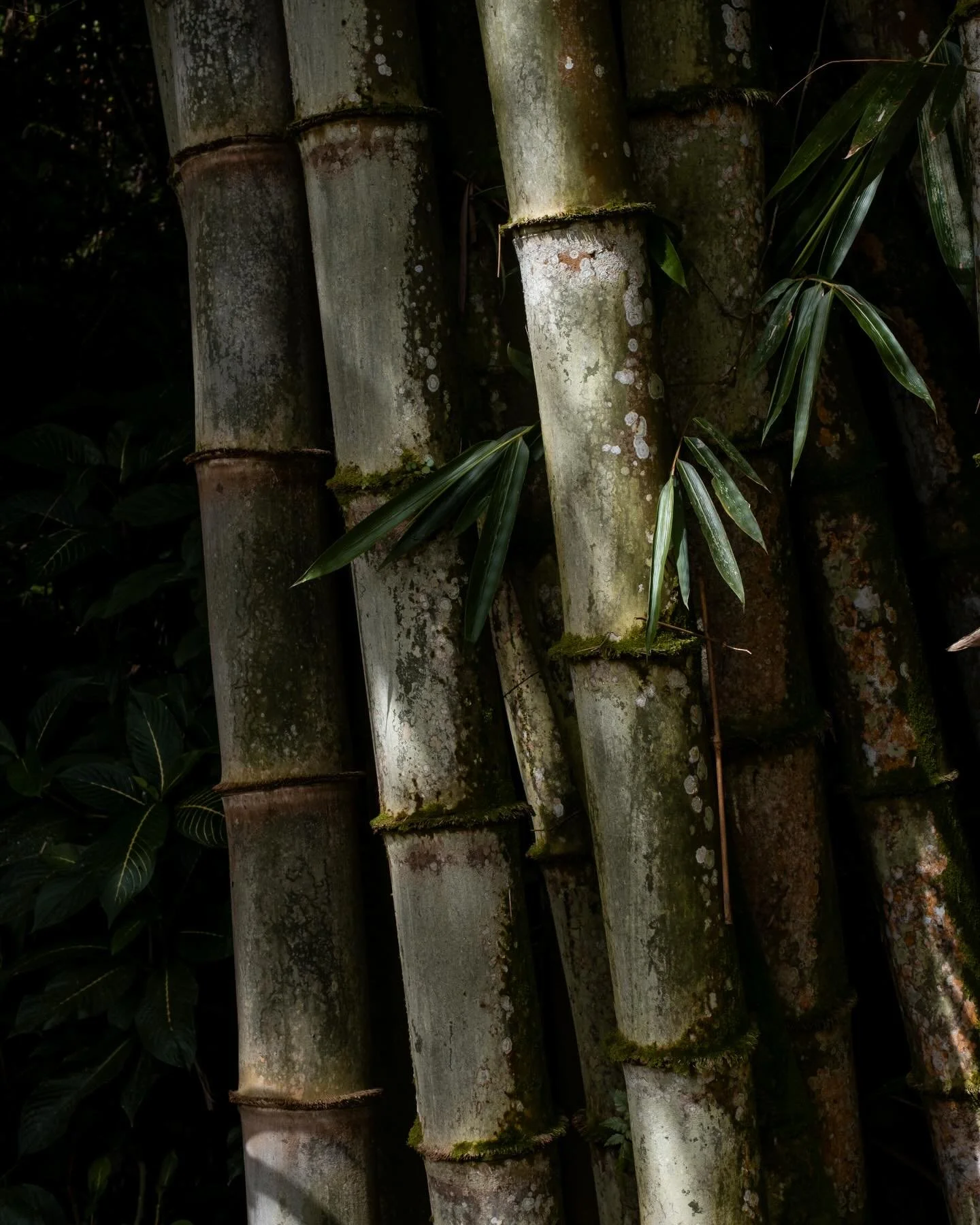 A few nature shots from my long walks surrounding @nadibaliofficial 🍃 📸 December 2025.